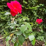 بيت للعطل Rosa Do Canto