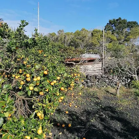 Rosa Do Canto