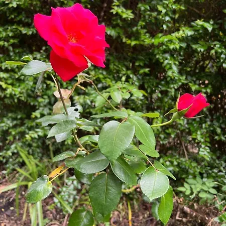 Semesterbostad Rosa Do Canto