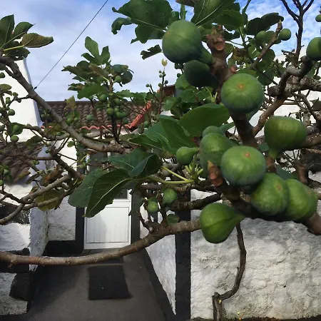 Rosa Do Canto Monte (Azores)