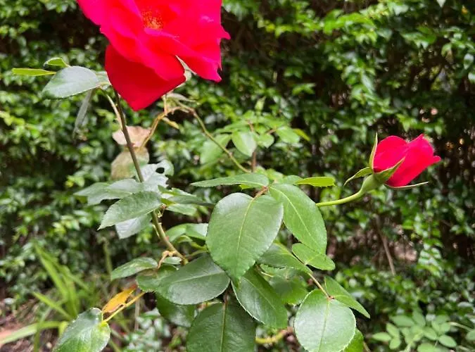 Holiday home Rosa Do Canto